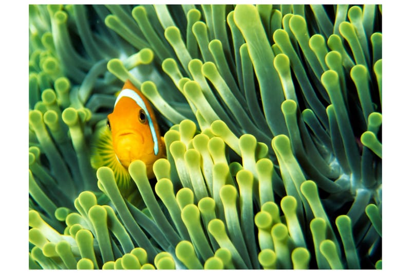 Fototapet Anemonefish 350x270 - Artgeist sp. z o. o. - Inredning - Tapet - Fototapet