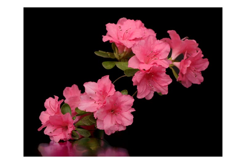 Fototapet Azalea In Black 250x193 - Artgeist sp. z o. o. - Inredning - Tapet - Fototapet