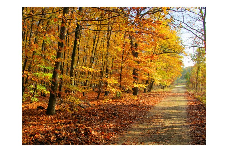 Fototapet Beech Forest 300x231 - Artgeist sp. z o. o. - Inredning - Tapet - Fototapet