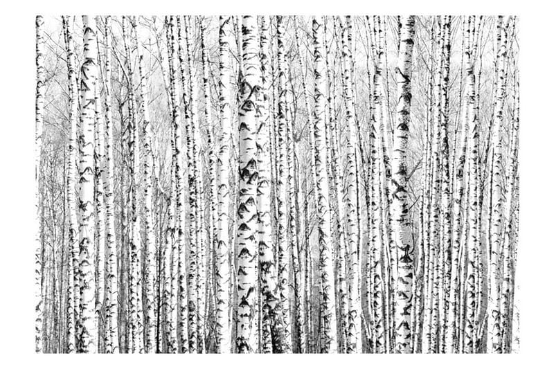 Fototapet Birch Forest 250x175 - Artgeist sp. z o. o. - Inredning - Tapet - Fototapet