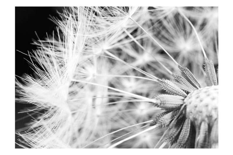 Fototapet Black And White Dandelion 200x140 - Artgeist sp. z o. o. - Inredning - Tapet - Fototapet