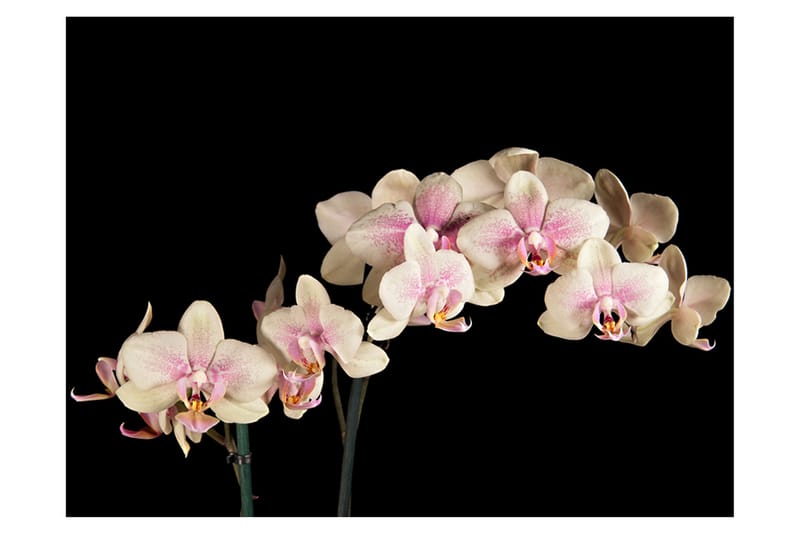 Fototapet Blooming Orchid 350x270 - Artgeist sp. z o. o. - Inredning - Tapet - Fototapet