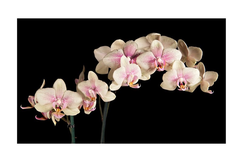 Fototapet Blooming Orchid 450x270 - Artgeist sp. z o. o. - Inredning - Tapet - Fototapet