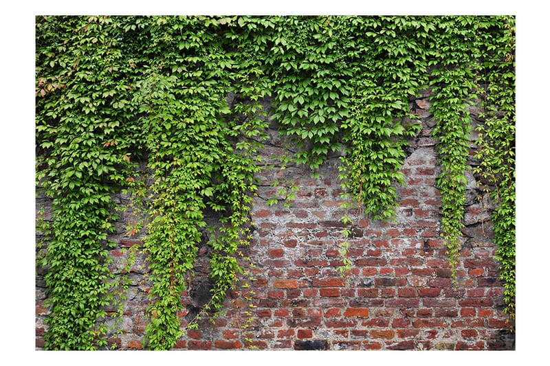 Fototapet Brick And Ivy 100x70 - Artgeist sp. z o. o. - Inredning - Tapet - Fototapet