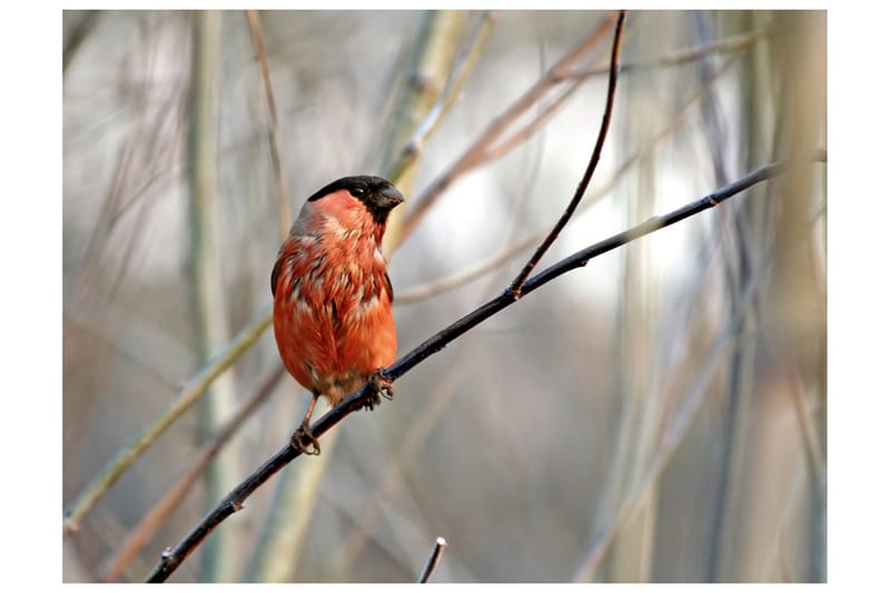 Fototapet Bullfinch In The Forest 350x270 - Artgeist sp. z o. o. - Inredning - Tapet - Fototapet