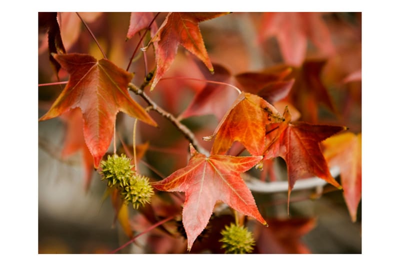 Fototapet Chestnut 400x309 - Artgeist sp. z o. o. - Inredning - Tapet - Fototapet