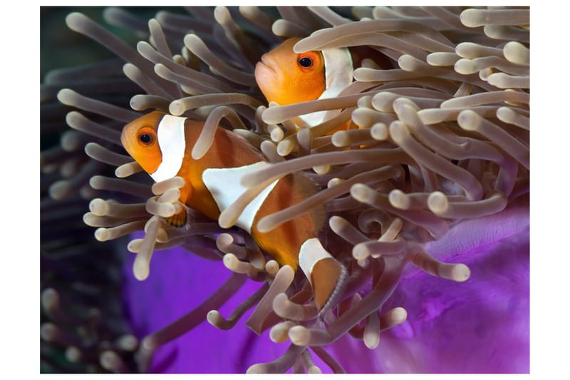 Fototapet Clownfish 350x270 - Artgeist sp. z o. o. - Inredning - Tapet - Fototapet