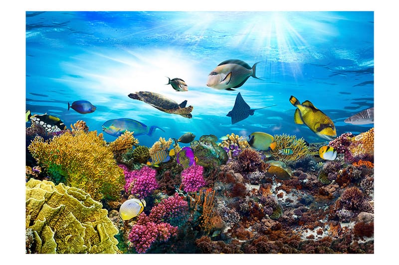 Fototapet Coral Reef 100x70 - Artgeist sp. z o. o. - Inredning - Tapet - Fototapet