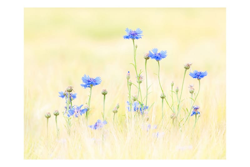 Fototapet Cornflowers 250x193 - Artgeist sp. z o. o. - Inredning - Tapet - Fototapet