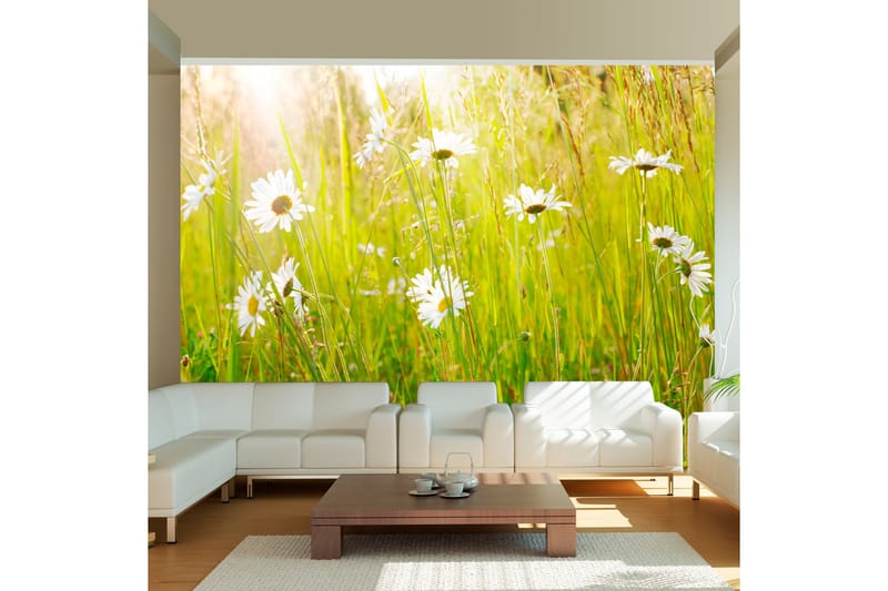 Fototapet Daisy Field 250x193 - Artgeist sp. z o. o. - Inredning - Tapet - Fototapet