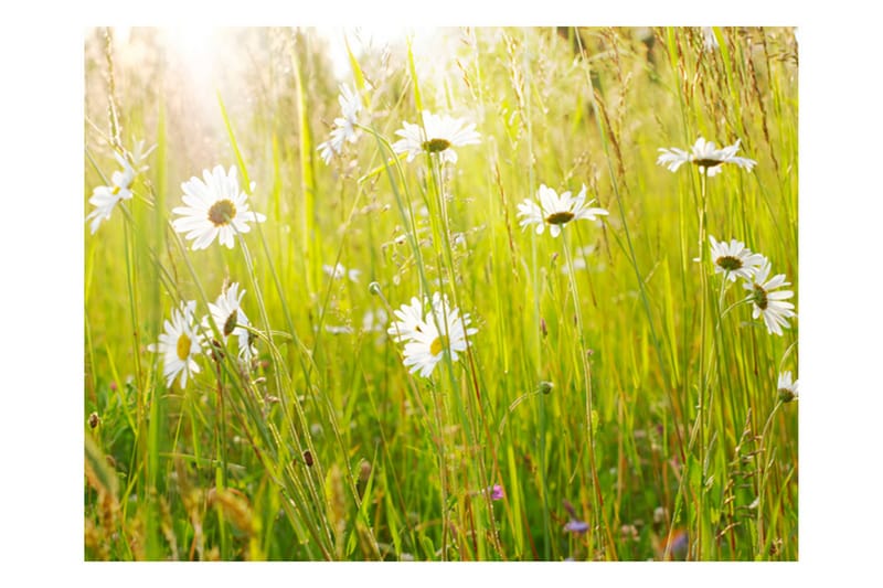 Fototapet Daisy Field 250x193 - Artgeist sp. z o. o. - Inredning - Tapet - Fototapet