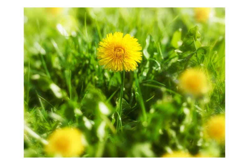 Fototapet Dandelion Blommor 250x193 - Artgeist sp. z o. o. - Inredning - Tapet - Fototapet