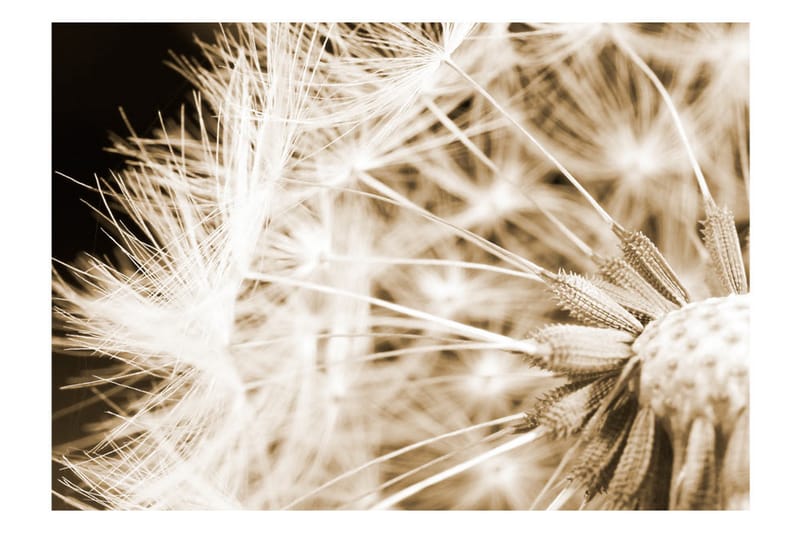 Fototapet Dandelion Sepia 200x140 - Artgeist sp. z o. o. - Inredning - Tapet - Fototapet