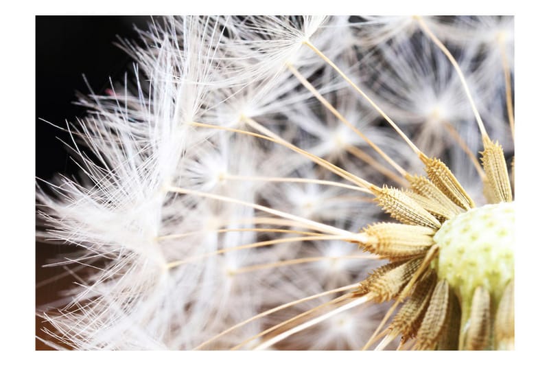 Fototapet Fluffy Dandelion 300x210 - Artgeist sp. z o. o. - Inredning - Tapet - Fototapet