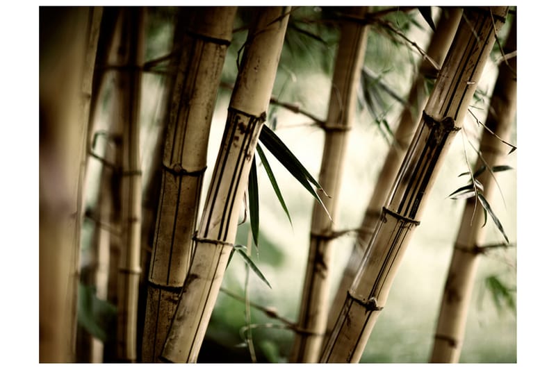 Fototapet Fog And Bamboo Forest 250x193 - Artgeist sp. z o. o. - Inredning - Tapet - Fototapet