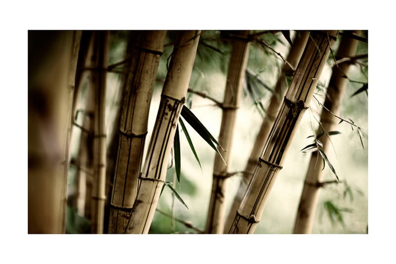 Fototapet Fog And Bamboo Forest 450x270 - Artgeist sp. z o. o. - Inredning - Tapet - Fototapet