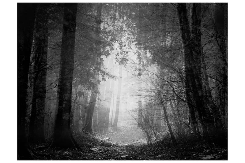 Fototapet Forest Of Shadows 250x193 - Artgeist sp. z o. o. - Inredning - Tapet - Fototapet