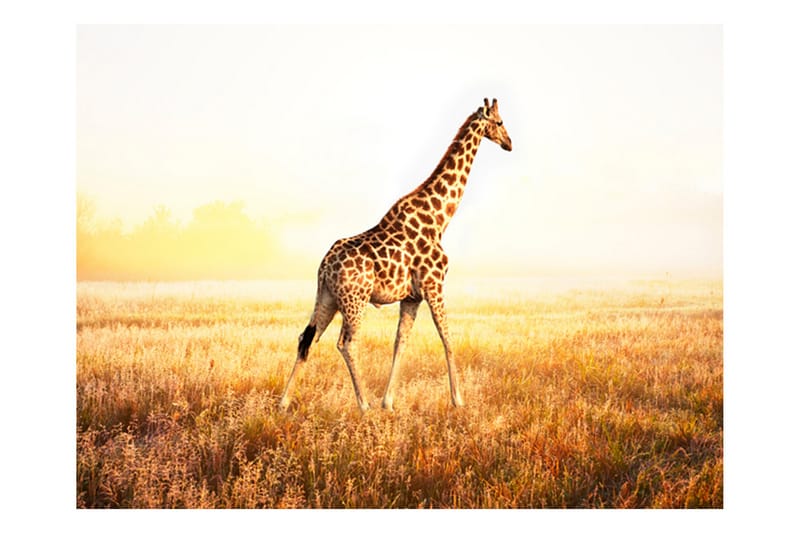 Fototapet Giraff Gå 250x193 - Artgeist sp. z o. o. - Inredning - Tapet - Fototapet