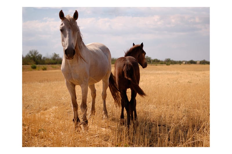 Fototapet Horse And Foal 200x154 - Artgeist sp. z o. o. - Inredning - Tapet - Fototapet