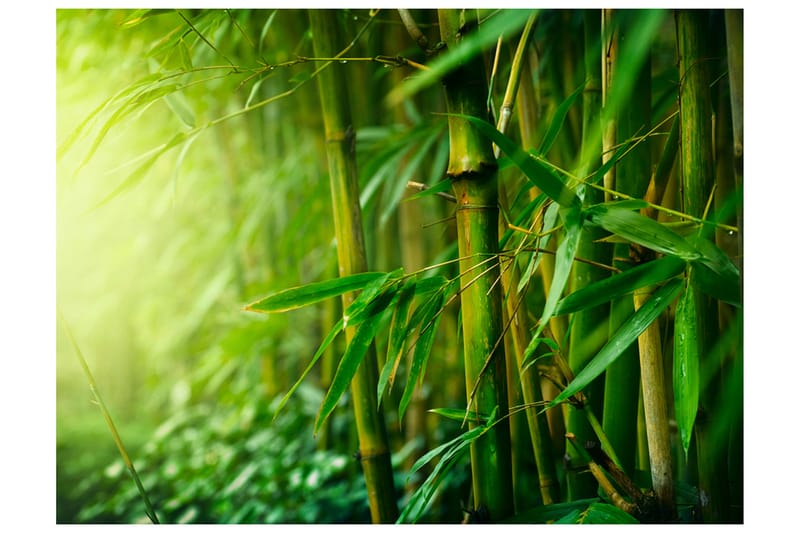 Fototapet Jungle Bamboo 250x193 - Artgeist sp. z o. o. - Inredning - Tapet - Fototapet