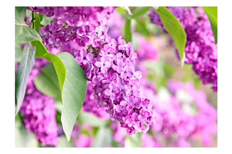 Fototapet Lilac Flowers 250x175 - Artgeist sp. z o. o. - Tapeter vardagsrum - Fototapet - Kökstapeter - Tapeter sovrum & sovrumstapet