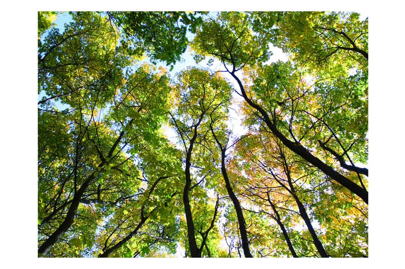 Fototapet Looking Up At The Trees 250x193 - Artgeist sp. z o. o. - Inredning - Tapet - Fototapet