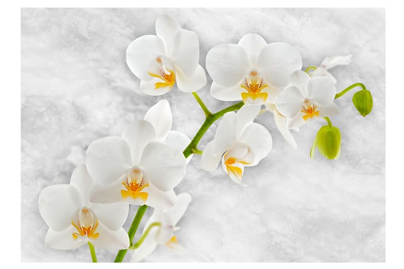 Fototapet Lyrical Orchid White 150x105 - Artgeist sp. z o. o. - Inredning - Tapet - Fototapet