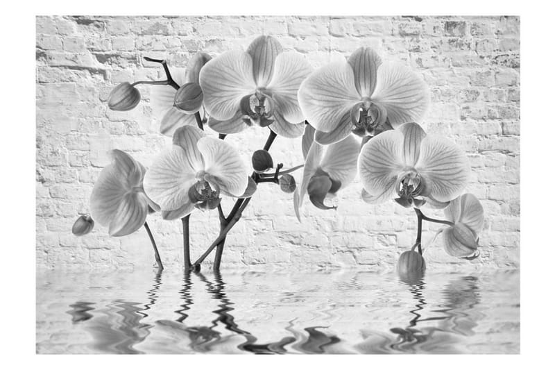 Fototapet Orchid In Shades Of Gray 100x70 - Artgeist sp. z o. o. - Inredning - Tapet - Fototapet