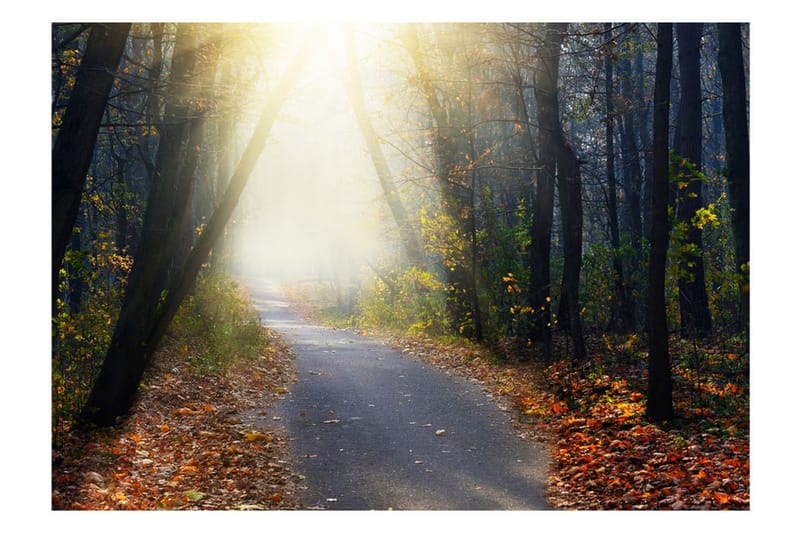 Fototapet Road Through The Forest 100x70 - Artgeist sp. z o. o. - Inredning - Tapet - Fototapet