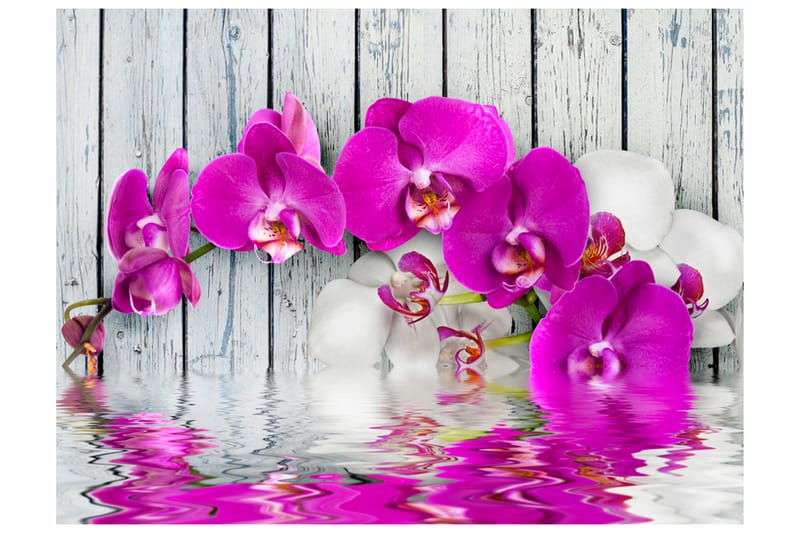 Fototapet Violet Orchids With Water Reflexion 200x154 - Artgeist sp. z o. o. - Inredning - Tapet - Fototapet