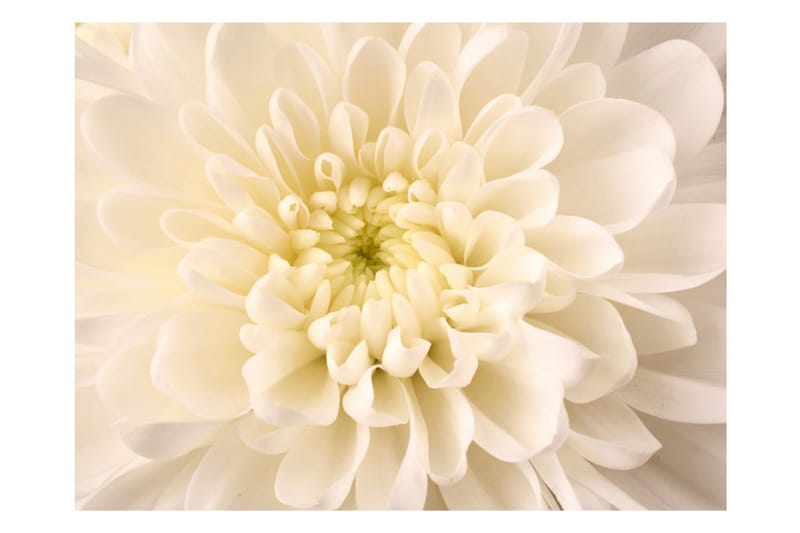 Fototapet White Dahlia 350x270 - Artgeist sp. z o. o. - Inredning - Tapet - Fototapet