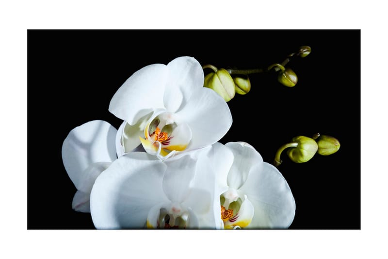 Fototapet Phalaenopsis 450x270 - Artgeist sp. z o. o. - Inredning - Tapet - Fototapet