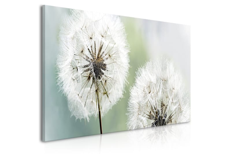 Tavla Fluffy Dandelions (1 Part) Green Wide 100x45 - Artgeist sp. z o. o. - Inredning - Tavlor & posters - Canvastavla